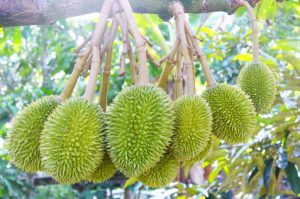 vận chuyển sầu riêng đi Hà Nội