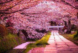 Chuyển phát nhanh chứng từ đi Nhật uy tín, chất lượng