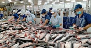Xuất Khẩu Cá Tra Của Việt Nam Đang Từng Bước Khởi Sắc Trở Lại