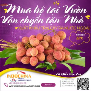 Mua hộ vải tại vườn uy tín, chất lượng