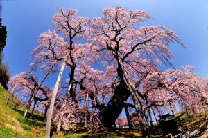 Chuyển phát nhanh hàng hóa đi Hokkaido-Nhật Bản