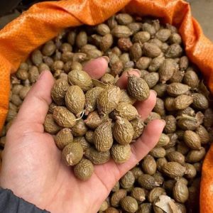 Gửi hạt ươi từ Đồng Nai đi Trung Quốc nhanh chóng số 1
