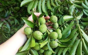 Dịch vụ gửi sấu khô sấy lạnh đi Trung giá rẻ nhất thị trường