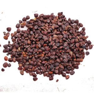 Gửi hạt dổi từ Hà Nam đi Trung Quốc nhanh chóng số 1