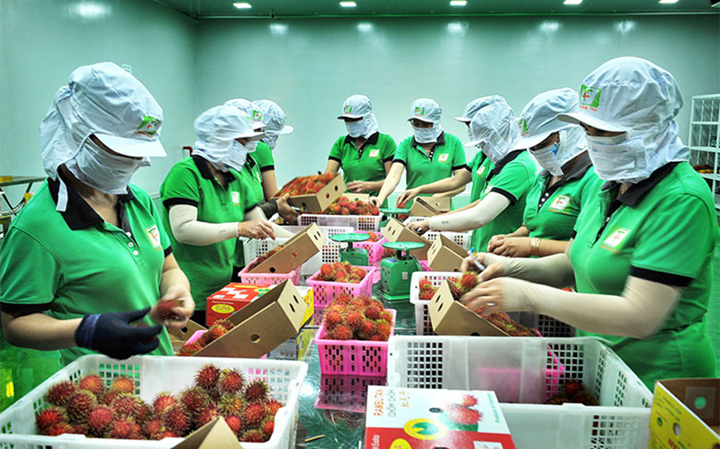 Quy cách đóng gói trái cây gửi đi Đài Loan
